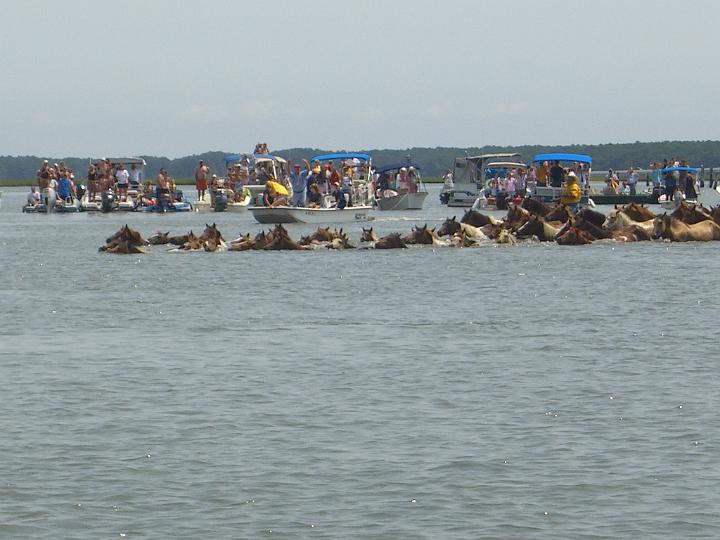 Chincoteague Pony Swim July 2007 043.JPG